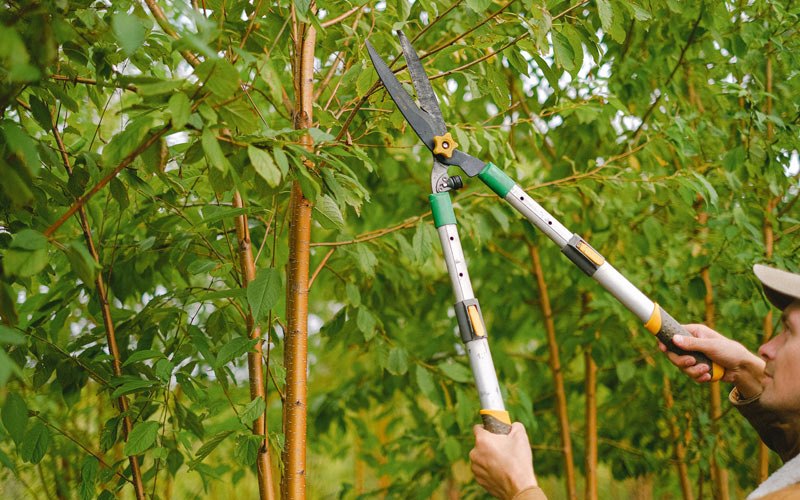 Tree trimming in Moffit, ND