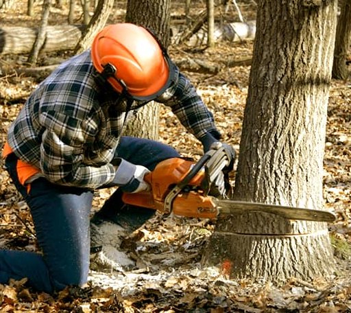Tree Removal in Moffit, ND